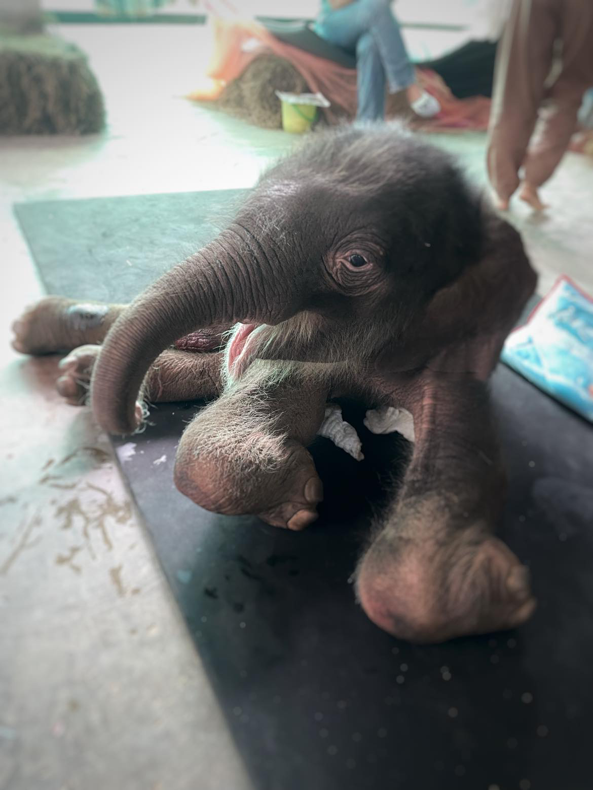 “น้องข้าวต้ม”  ลูกช้างป่าพลัดหลง