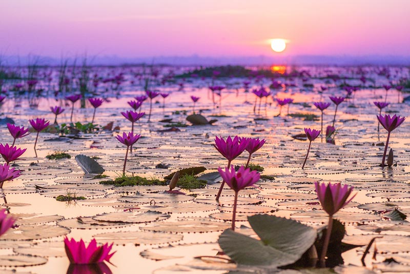 ทะเลบัวแดง (จังหวัดอุดรธานี)